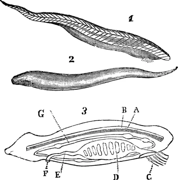 Lancelet Amphioxus Lanceolatus Boven Onder Binnenaanzicht Vintage Gravure Informatie Vertabrate — Stockvector