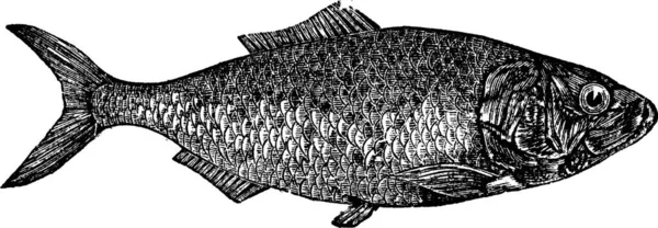 Shad Rivier Haring Alosa Menhaden Vintage Gravure Oude Gegraveerde Afbeelding — Stockvector