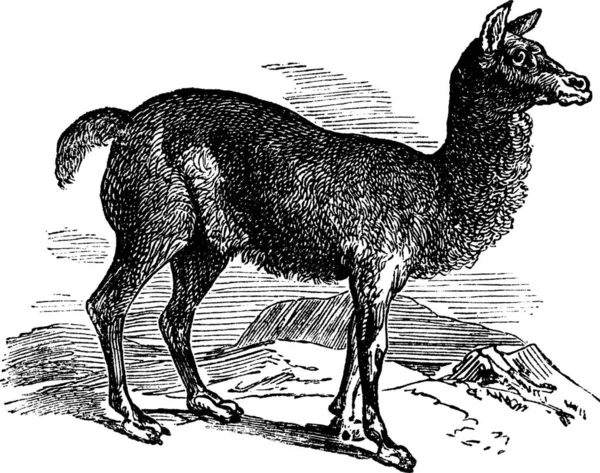 Incisione Vintage Alpaca Vicugna Pacos Vecchia Illustrazione Incisa Uccello Allodola — Vettoriale Stock