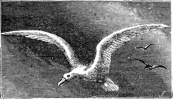 Albastros Errants Albatros Neigeux Albatros Ailes Blanches Diomedea Exulans Gravure — Image vectorielle