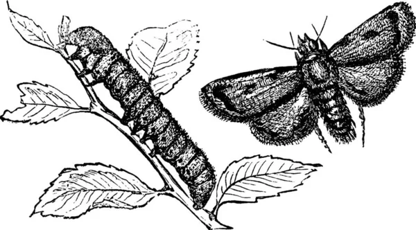 雕刻的萝卜蛾或小黄 来说明 Agrotide 卡特彼勒和蛾复古刻的图 — 图库矢量图片