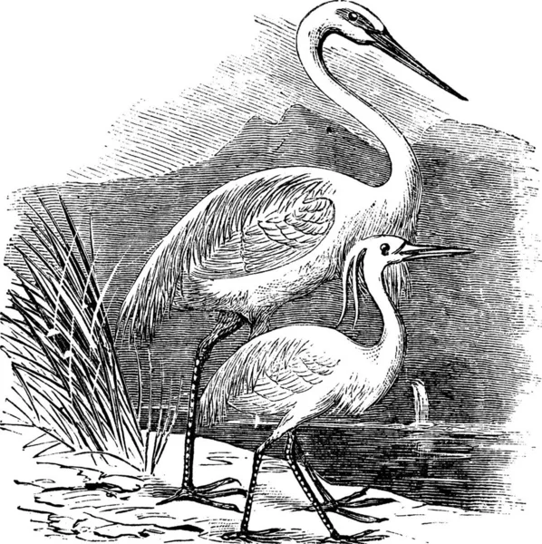 Gravyr Great Egret Ardea Alba Och Little Egret Ardea Garzetta — Stock vektor