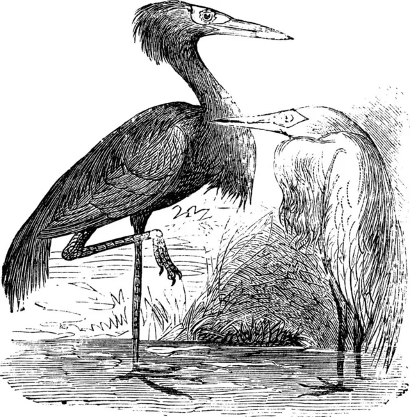 Gravure Van Een Roodachtig Zilverreiger Ardea Rufa Egretta Rufescens Oude — Stockvector