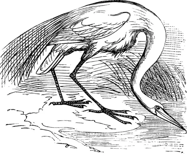Engraving White Heron Egret Старовинний Різьблений Малюнок Великої Білої Чаплі — стоковий вектор