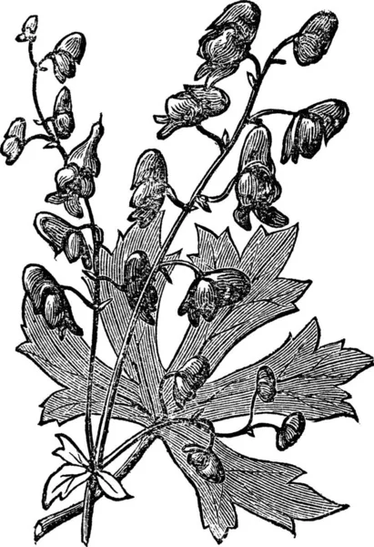 Monkshood或Aconitum Napellus雕刻插图 也被称为孔雀石 和尚之血 或和尚之帽 老旧的植物蚀刻 — 图库矢量图片