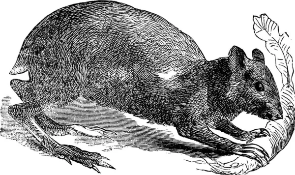 Gravure Agouti Dasyprocta Agouti Ancienne Illustration Gravée Rongeur Agouti Mangeant — Image vectorielle