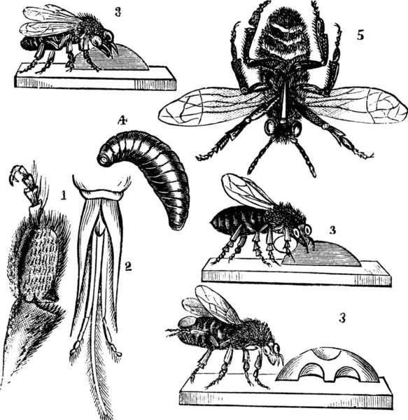 Macro Cesta Abejas Obreras Vista Macro Primer Plano Abeja Triunfo — Archivo Imágenes Vectoriales