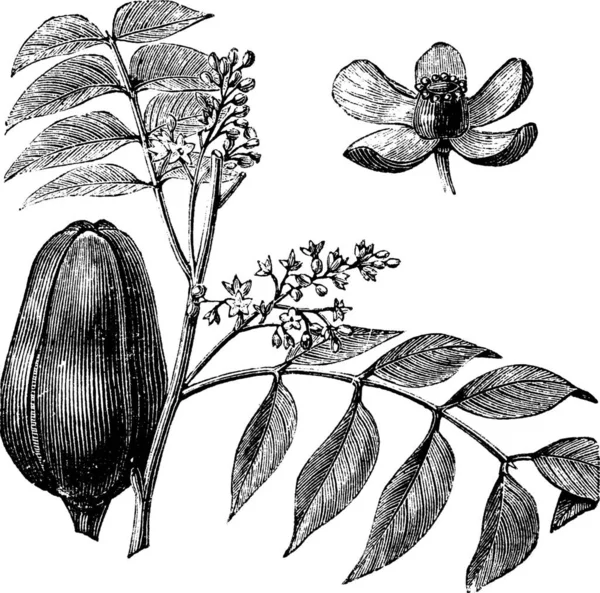 莫哈甘尼或梅丽科 Melia Azedarach的例子 也称为波斯语利拉克语 白色雪松 Chinaberry语 Texas Umbrella语 Bead Tree语 — 图库矢量图片