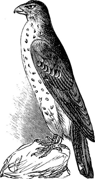 Illustration Vintage Hawk Accipiter Cooperi Cooper Ancienne Gravure Vecteur Tracé — Image vectorielle