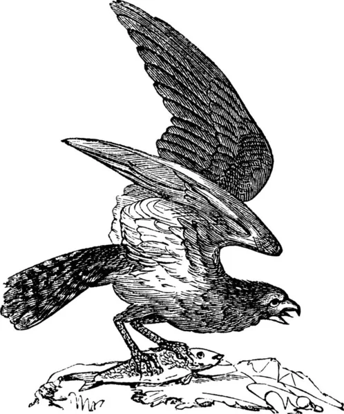Osprey America Pandion Carolinensis Aquila Pescatrice Falco Marino Illustrazione Incisa — Vettoriale Stock