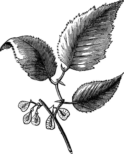 滑榆树或榆病菌 老式的刻图上孤立 Trousset 百科全书 1886年 1891 — 图库矢量图片