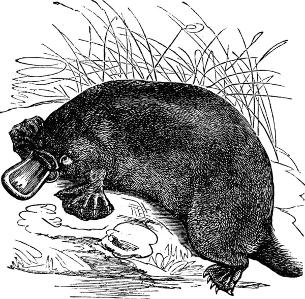 Ornithorhynchus Paradoxus Platypus Eski Oyma Resimler Trousset Ansiklopedisi 1886 1891 — Stok Vektör