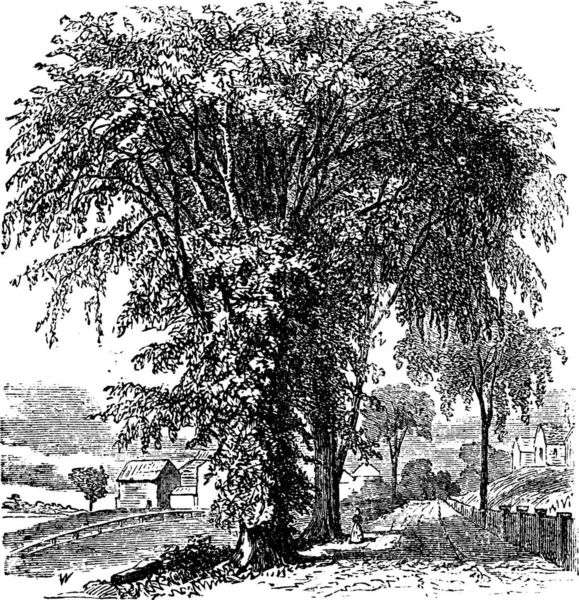 Elm Amerika Atau Ulmus Americana Ilustrasi Kuno Ensiklopedia Trousset 1886 - Stok Vektor