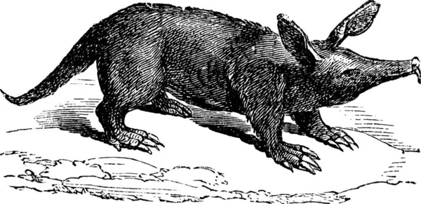 Ілюстрація Являє Собою Чорно Білого Гравірованого Собаку — стоковий вектор