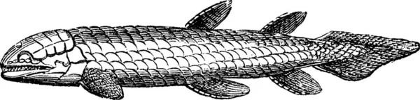 Ψάρια Osteolepis Οστών Κλίμακα Που Απομονώνονται Λευκό Vintage Εικονογράφηση Χαραγμένο — Διανυσματικό Αρχείο