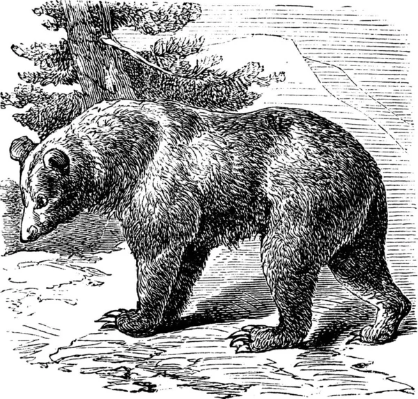 Cinnamon Bear Ursus Occidentalis Vintage Terukir Ilustrasi Trousset Ensiklopedia 1886 - Stok Vektor