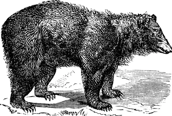 Americký Medvěd Černý Ursus Americanus Archivní Rytá Ilustrace Troussetová Encyklopedie — Stockový vektor