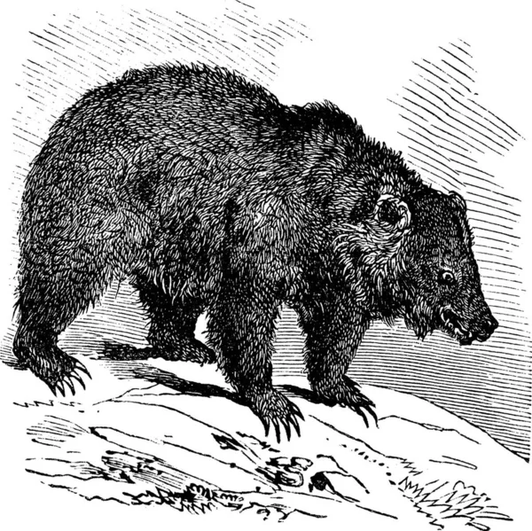 Oso Jack Ursus Horribilis Ilustración Grabada Vintage Enciclopedia Trousset 1886 — Vector de stock