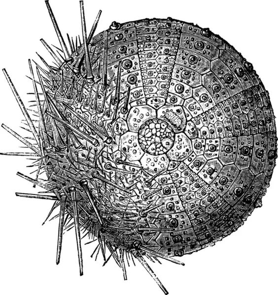 Загальні Морського Їжака Одного Боку Видаляємо Шипів Показати Випробування Vintage — стоковий вектор
