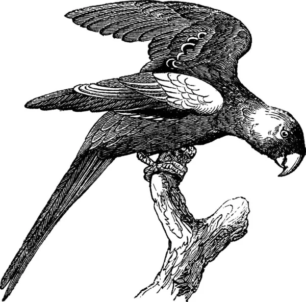 캐롤라이나 앵무새의 Conuropsis Carolinensis 빈티지 새겨진 Trousset 1886 1891 — 스톡 벡터