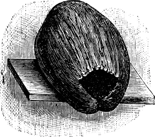 Parakeet Nest Gemaakt Van Kokosnoot Husk Shell Vintage Gegraveerde Illustratie — Stockvector