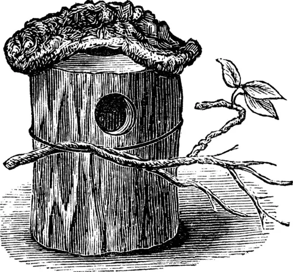 Parakeet Nest Gjord Ihåliga Träd Stam Vintage Graverad Illustration Trousset — Stock vektor