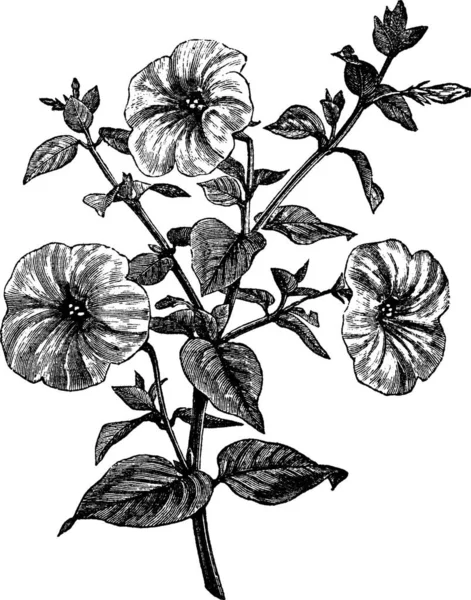 Illustration Gravée Noir Blanc Une Plante Avec Une Fleur — Image vectorielle