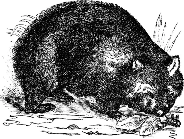 Wombat Comum Vombatus Ursinus Wombat Pêlo Grosso Wombat Nariz Gravura — Vetor de Stock