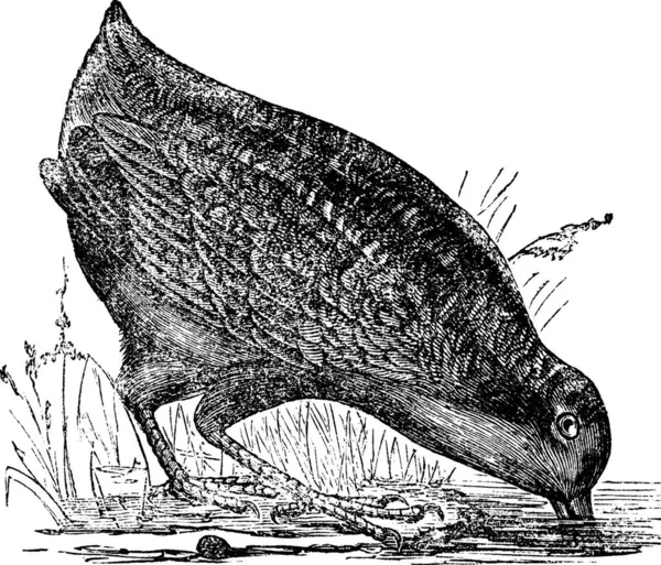 Philohela Minor American Woodcock Vintage Graded Illustration Trousset Encyclopedia 1886 — 스톡 벡터