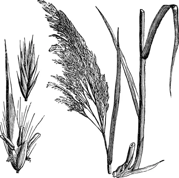 Společné Rákos Phragmites Communis Ročník Vyryto Ilustrace Společné Reed Velké — Stockový vektor