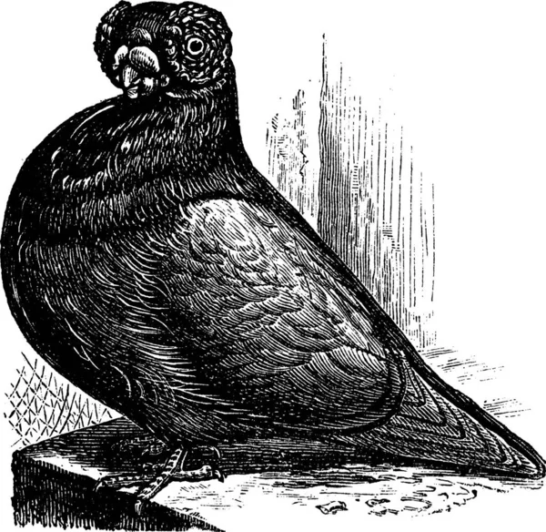 バーブまたは英語バーブ ヴィンテージの刻まれたイラスト バーブ 素敵な鳩の品種 トラセット百科事典 1886年 1891年 — ストックベクタ