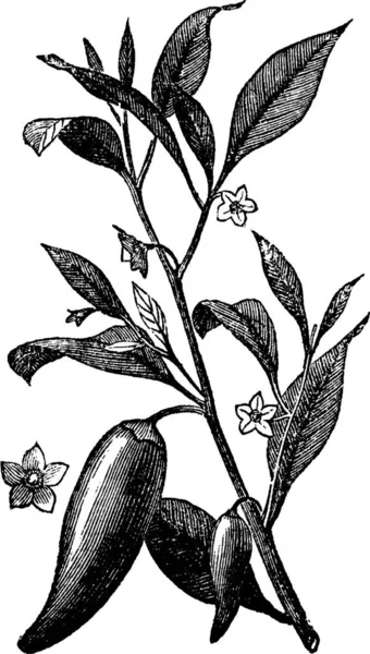 Peperoncino Annuale Capsicum Annuum Mississippi Sport Pepper Illustrazione Incisa Epoca — Vettoriale Stock