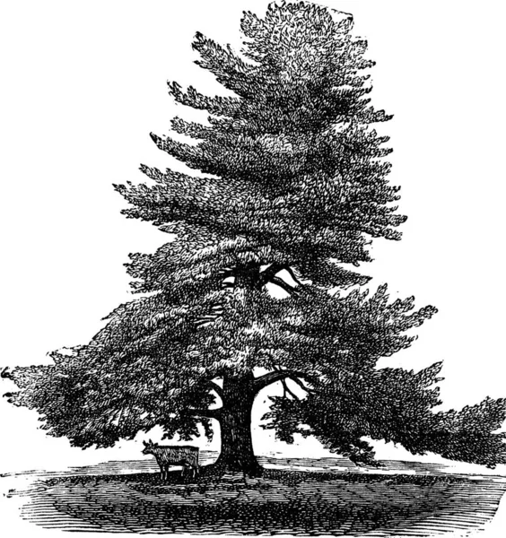 Pino Bianco Orientale Pinus Strobus Pino Bianco Pino Bianco Settentrionale — Vettoriale Stock