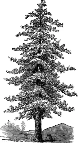 Amerikansk Gul Tall Pinus Ponderosa Eller Ponderosa Pine Eller Bull — Stock vektor