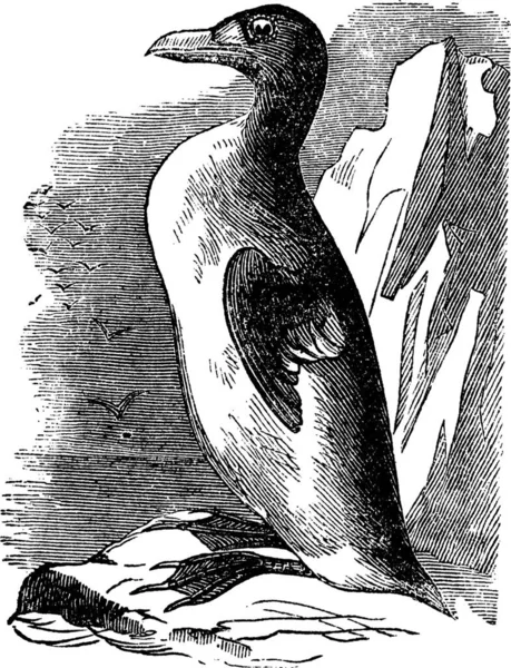 Great Auk Alca Impennis Vintage Graded Illustration Trousset Encyclopedia 1886 — 스톡 벡터