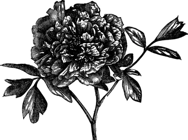 Peonia Arborea Paeonia Moutan Illustrazione Incisa Epoca Peonia Arborea Isolata — Vettoriale Stock