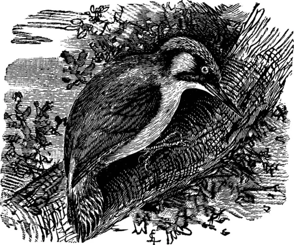Pájaro Carpintero Pículos Cuellos Ilustración Grabada Vintage Enciclopedia Trousset 1886 — Archivo Imágenes Vectoriales