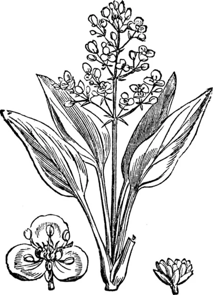 Water Plantain Alisma Illustrazione Incisa Epoca Enciclopedia Trousset 1886 1891 — Vettoriale Stock