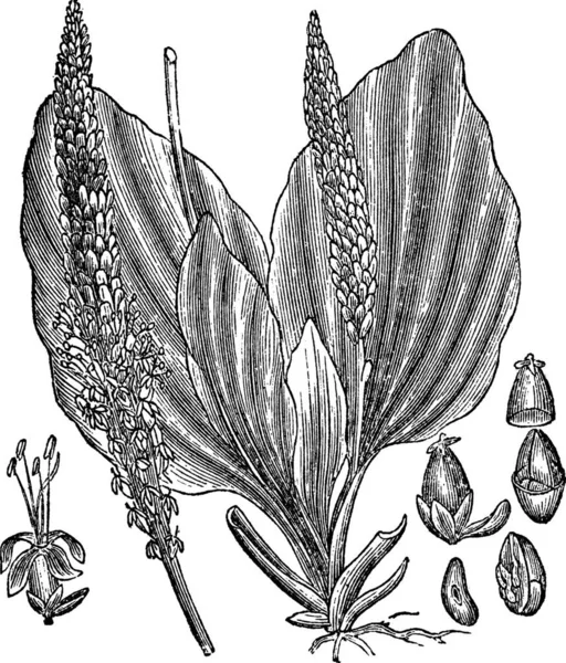 大植物或种植园的主要 古老的雕刻插图 显示花 左和中 和种子 Trousset百科全书 1886 1891 — 图库矢量图片