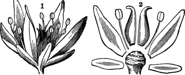 花の一部は 花の軸 フィラメント およびスタイル ヴィンテージ刻まれたイラストを示しています トラセット百科事典 1886年 1891年 — ストックベクタ