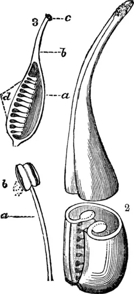 花の再現構造は 雄しべと花粉 と卵巣 スタイルとスティグマ 右上と左上 で構成されたフィラメント ヴィンテージ彫刻イラストを示しています トラセット百科事典 1886年 1891年 — ストックベクタ