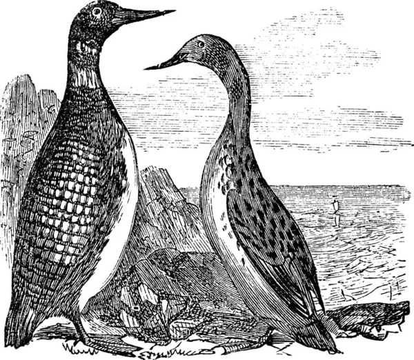 Great Northern Loon Great Northern Diver Common Loon Gavia Immer — Vector de stock
