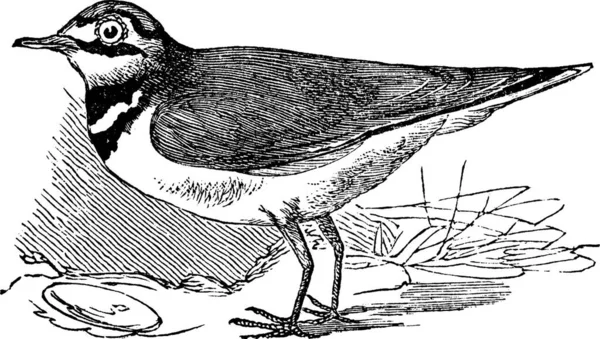 Chorro Anillado Charadrius Hiaticula Ilustración Grabada Vintage Enciclopedia Trousset 1886 — Archivo Imágenes Vectoriales