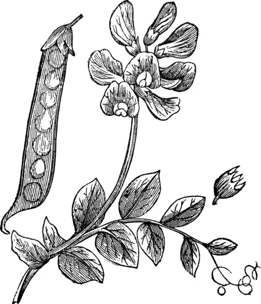 Pois Pisum Sativum Illustration Gravée Vintage Montrant Gousse Gauche Fleur — Image vectorielle