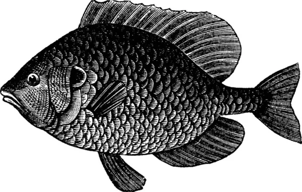 Pumpkinseed Sunfish Lepomis Gibbosus Ilustração Gravada Vintage Enciclopédia Trousset 1886 — Vetor de Stock
