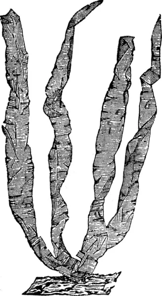 Seaweed Porphyra Vintage Engraved Illustration Trousset Encyclopedia 1886 1891 — Stock Vector