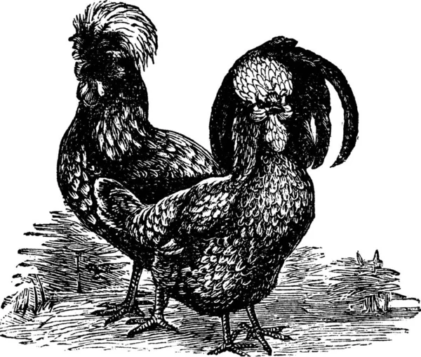 Macho Hembra Houdan Pollo Grabado Vintage Antigua Ilustración Grabada Macho — Archivo Imágenes Vectoriales