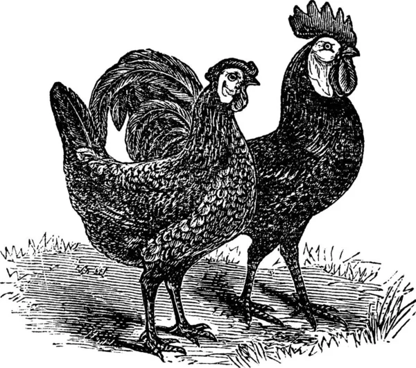 Man Och Kvinna Vit Faced Svart Spanska Kyckling Vintage Gravyr — Stock vektor