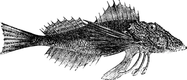 Common Sea Robin Prionotus Carolinus Northern Sea Robin Gurnard Gravure — Image vectorielle
