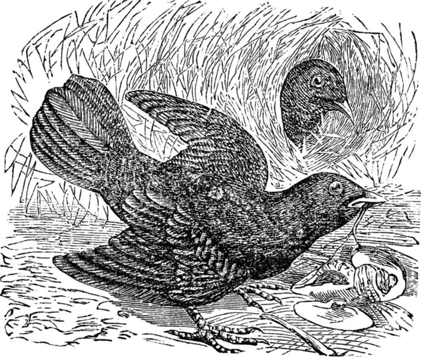 Satin BowerbirdまたはPtilonorhynchus Violaceus ヴィンテージ彫刻 牧草地に2羽のサテンの鳥の古い刻まれたイラスト — ストックベクタ